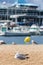 Seagulls on the beach, fisher boats and cruise ship