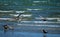 Seagulls at the beach flying close to the waves in summer season