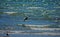 Seagulls at the beach flying close to the waves in summer season