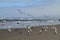 Seagulls at the Beach on a Foggy Day