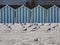 Seagulls on the beach of Fort Mahon in France.