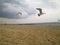 Seagulls on the beach. Gulls fly low over the Golden sand, the blue sea is visible in the distance