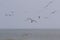 Seagulls on the beach in Japan during a Typhoon Storm