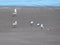 Seagulls on the beach - Monte Hermoso - Argentina