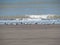 Seagulls on the beach - Monte Hermoso - Argentina
