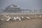 Seagulls on the beach with the pier, jetty in Blankenberge, Belgium