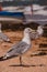 Seagulls at the beach. Seagull on the sand