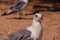 Seagulls at the beach. Seagull on the sand