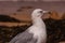 Seagulls at the beach. Seagull on the sand