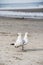 Seagulls on a beach in York Maine