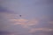 Seagulls begin their day by flying over the beachfront heading to the ocean