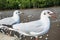 Seagulls bird at the sea Bangpu Samutprakarn Thailand