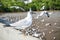 Seagulls bird at the sea Bangpu Samutprakarn Thailand