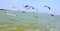Seagulls birds Chilika lake puri orissa india 30 march 2019