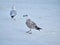 seagulls birds in nature on the sea in winter