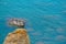 Seagulls birds on a rocks in the Sea with calm water. Colorful background, copy space.