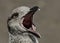 Seagulls, birds, seagulls on the beach, beach, bird flight