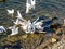 Seagulls birds water movement nature