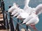 Seagulls  birds white in a row by the lake of Ioannina