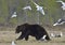 Seagulls Black-headed Gull and Adult male of Brown Bear