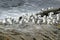 Seagulls, black-legged kittiwake Rissa tridactyla