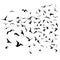 Seagulls black silhouette on isolated white background. Vector