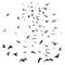 Seagulls black silhouette on isolated white background. Vector