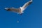 Seagulls, blue sea , flying gull