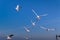 Seagulls, blue sea , flying gull