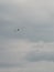 Seagulls, blue sky and clouds