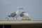 Seagulls on a boat in Venice