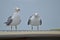 Seagulls on a boat in Venice 2.