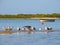 Seagulls and boats in the sea