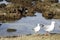 Seagulls at Bondi Beach, Australia