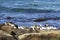 Seagulls at Bondi Beach, Australia