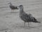 Seagulls on Brighton Beach.
