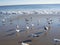 Seagulls on Brighton Beach, New York.