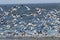 Seagulls Bulls Island South Carolina