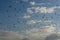 Seagulls. A bunch of flying birds. background of sky and clouds