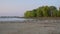 Seagulls and Canadian geese on a swimming beach