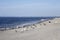 Seagulls on Caswell Beach, NC