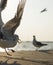 Seagulls catching the fried potato