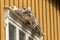 Seagulls with chick nesting above a window frame