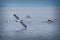 Seagulls circling over the sea for food