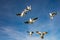 Seagulls competing for airborne food scrap