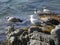 Seagulls on the Costa Brava, in northern Catalonia, Spain