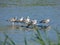 Seagulls on the Costa Brava, in northern Catalonia, Spain