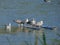 Seagulls on the Costa Brava, in northern Catalonia, Spain