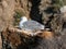 Seagulls on the Costa Brava, in northern Catalonia, Spain