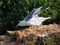 Seagulls on the Costa Brava, in northern Catalonia, Spain